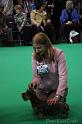 Crufts2011_2 704